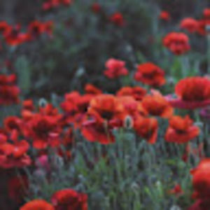 Meet your Posher, Elena